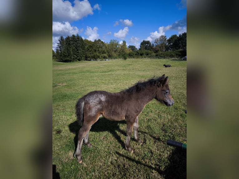 Kuce szetlandzkie Klacz 3 lat 108 cm Tarantowata in Gadebusch