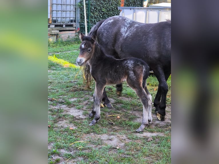 Kuce szetlandzkie Klacz 3 lat 108 cm Tarantowata in Gadebusch