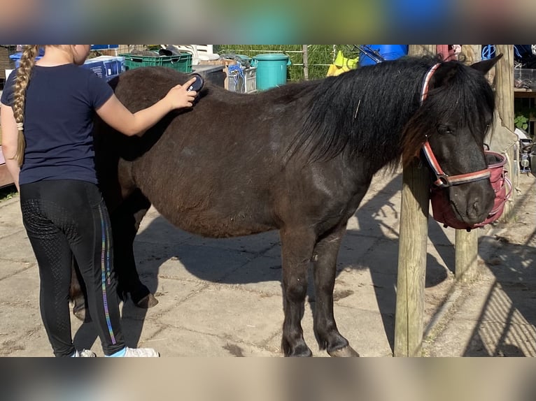 Kuce szetlandzkie Klacz 3 lat 109 cm Kara in Koblenz