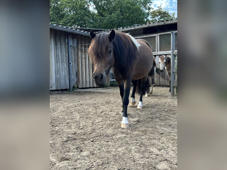 Kuce szetlandzkie Klacz 3 lat 112 cm Srokata in Oldendorf