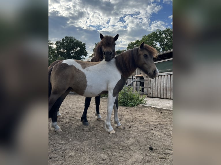 Kuce szetlandzkie Klacz 3 lat 112 cm Srokata in Oldendorf