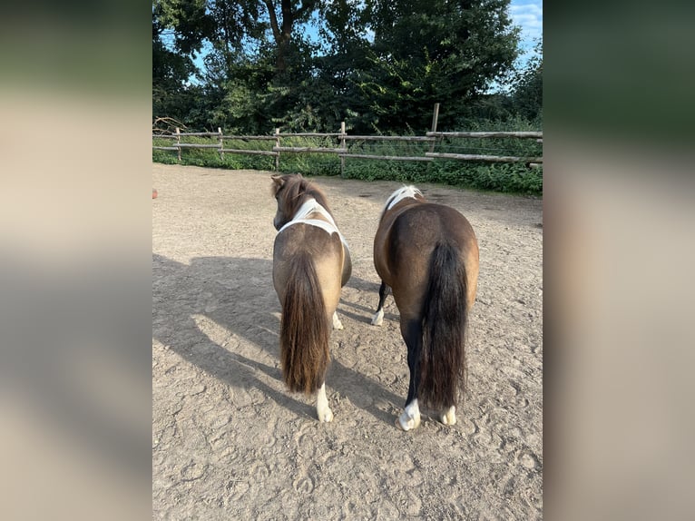 Kuce szetlandzkie Klacz 3 lat 112 cm Srokata in Oldendorf