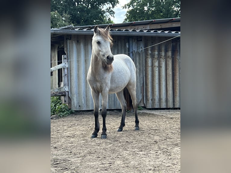 Kuce szetlandzkie Klacz 3 lat 112 cm Srokata in Oldendorf