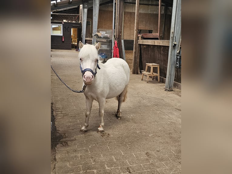 Kuce szetlandzkie Klacz 3 lat 90 cm Cremello in Walchum