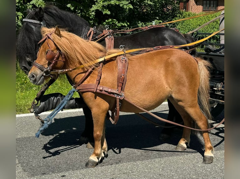 Kuce szetlandzkie Klacz 3 lat 90 cm Kasztanowata in Süderlügum