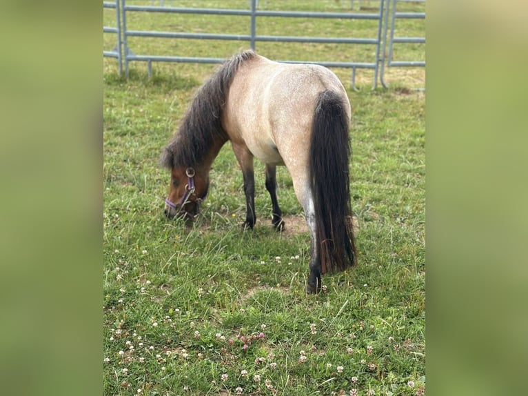 Kuce szetlandzkie Klacz 3 lat 90 cm in Bad Münstereifel