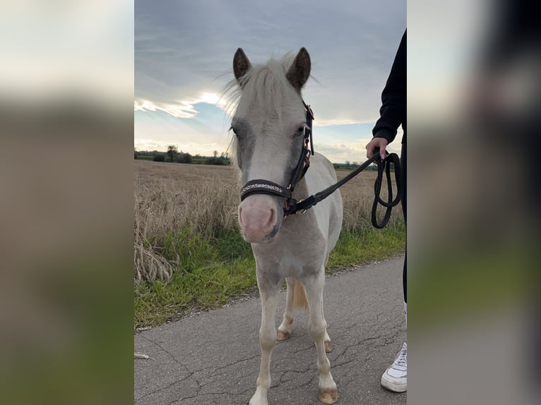 Kuce szetlandzkie Mix Klacz 3 lat 90 cm Srokata in Maselheim