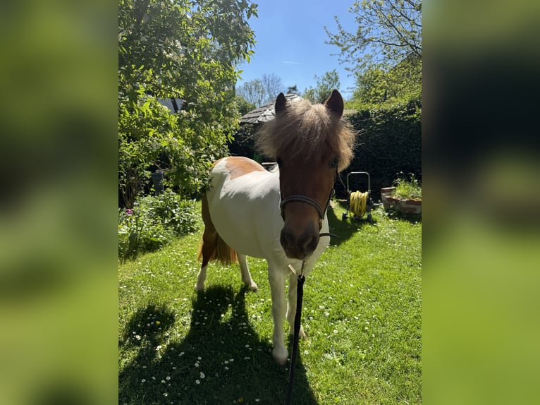 Kuce szetlandzkie Klacz 3 lat 97 cm Srokata in HunzelNastätten