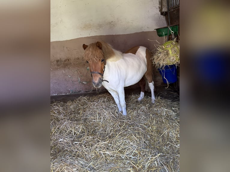 Kuce szetlandzkie Klacz 3 lat 97 cm Srokata in HunzelNastätten