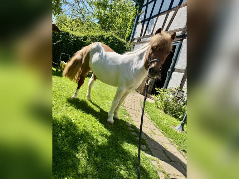 Kuce szetlandzkie Klacz 3 lat 97 cm Srokata in HunzelNastätten