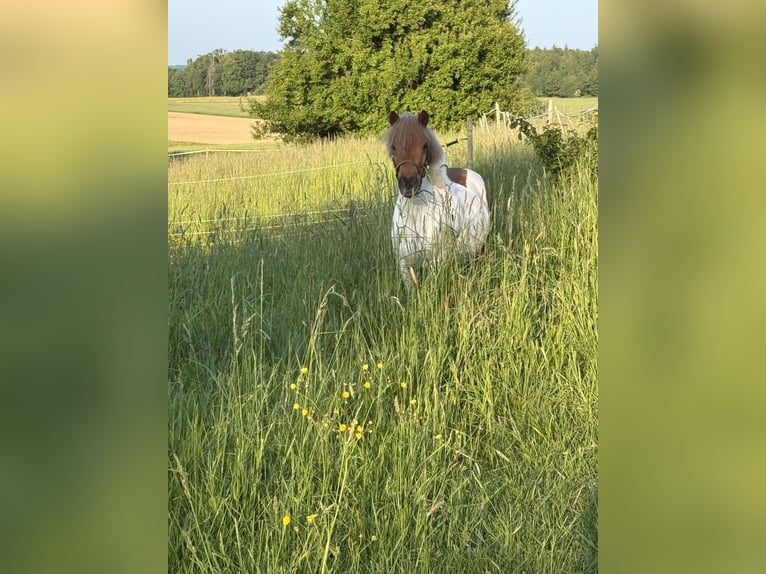 Kuce szetlandzkie Klacz 3 lat 97 cm Srokata in HunzelNastätten