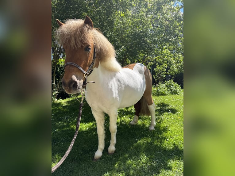 Kuce szetlandzkie Klacz 3 lat 97 cm Srokata in HunzelNastätten