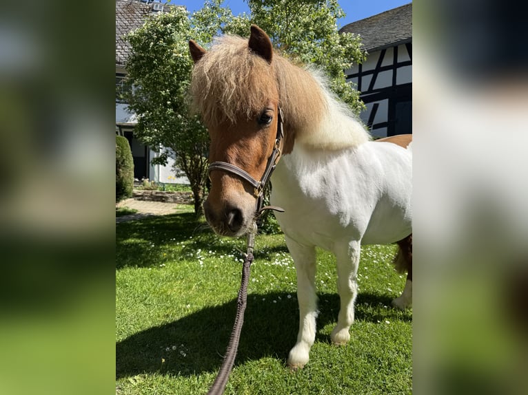 Kuce szetlandzkie Klacz 3 lat 97 cm Srokata in HunzelNastätten
