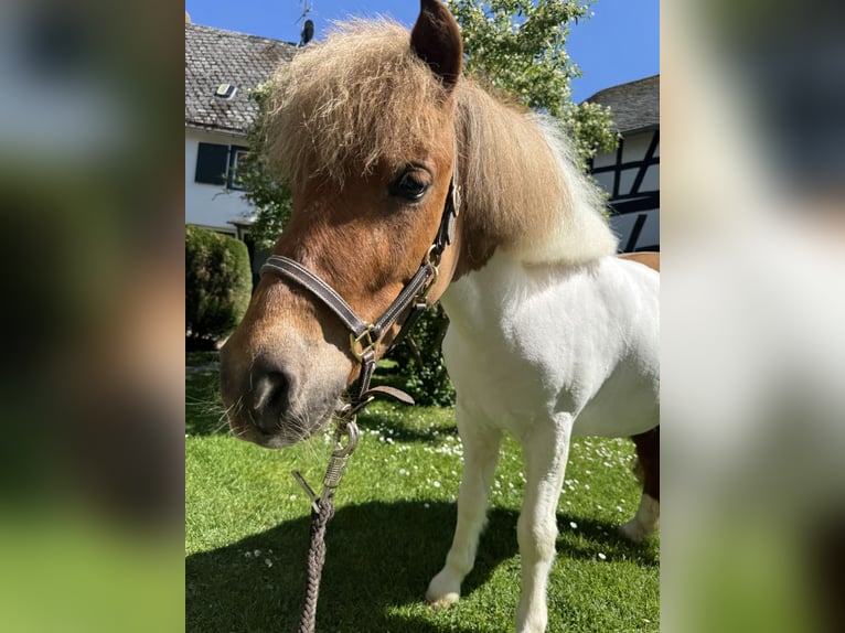 Kuce szetlandzkie Klacz 3 lat 97 cm Srokata in HunzelNastätten