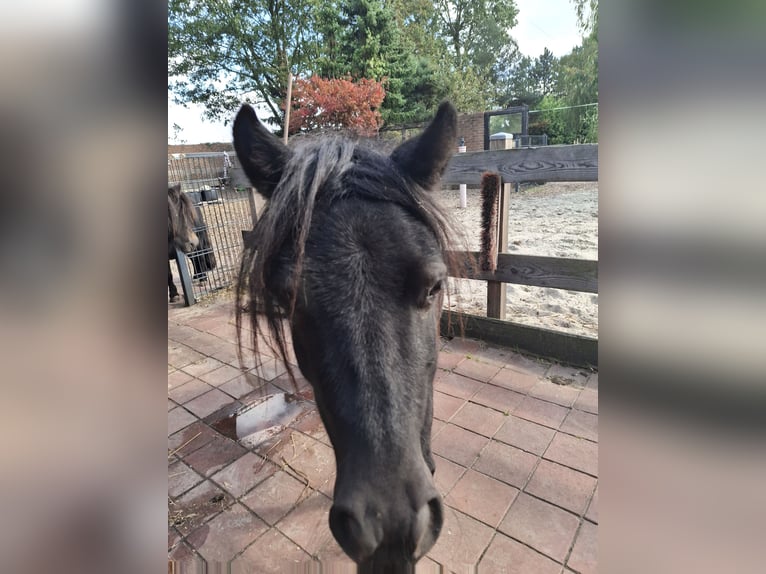 Kuce szetlandzkie Klacz 3 lat Skarogniada in Nordhorn
