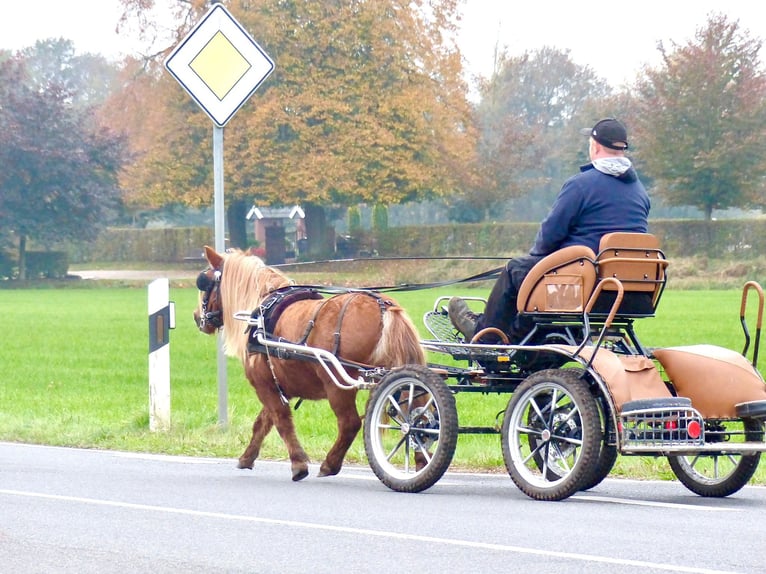 Kuce szetlandzkie Klacz 4 lat 101 cm Kasztanowata in Halle