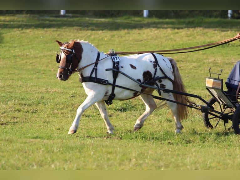 Kuce szetlandzkie Klacz 4 lat 103 cm Srokata in Hamburg Lemsahl-Mellingstedt