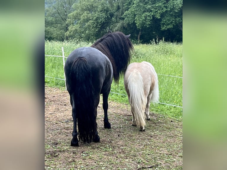 Kuce szetlandzkie Klacz 4 lat 105 cm Kara in Flörsbachtal