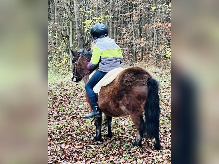 Kuce szetlandzkie Klacz 4 lat 107 cm Gniada in Ursensollen