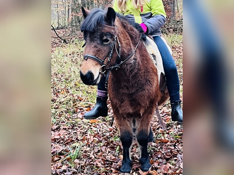 Kuce szetlandzkie Klacz 4 lat 107 cm Gniada in Ursensollen