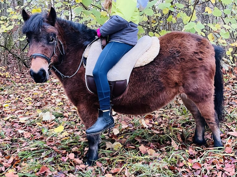 Kuce szetlandzkie Klacz 4 lat 107 cm Gniada in Ursensollen