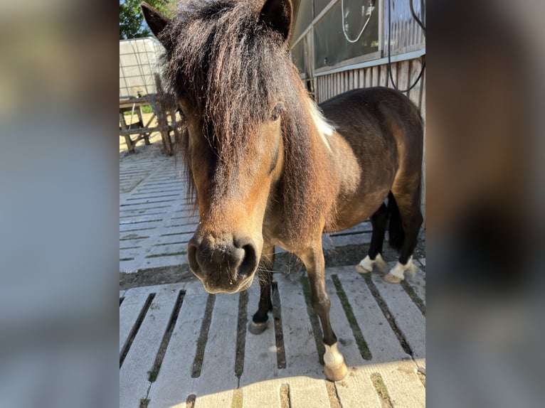 Kuce szetlandzkie Klacz 4 lat 112 cm Srokata in Oldendorf