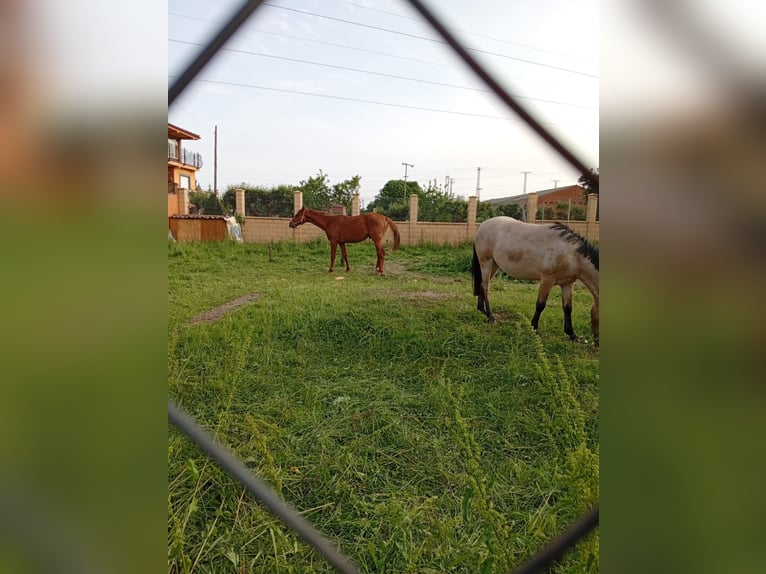 Kuce szetlandzkie Klacz 4 lat 125 cm Kasztanowatodereszowata in Selga De Ordas