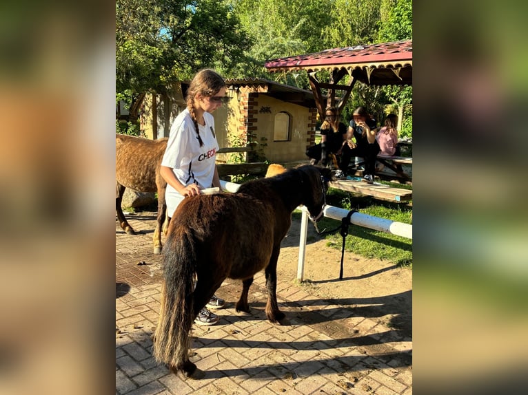 Kuce szetlandzkie Klacz 4 lat 90 cm Kara in Löwenberger Land