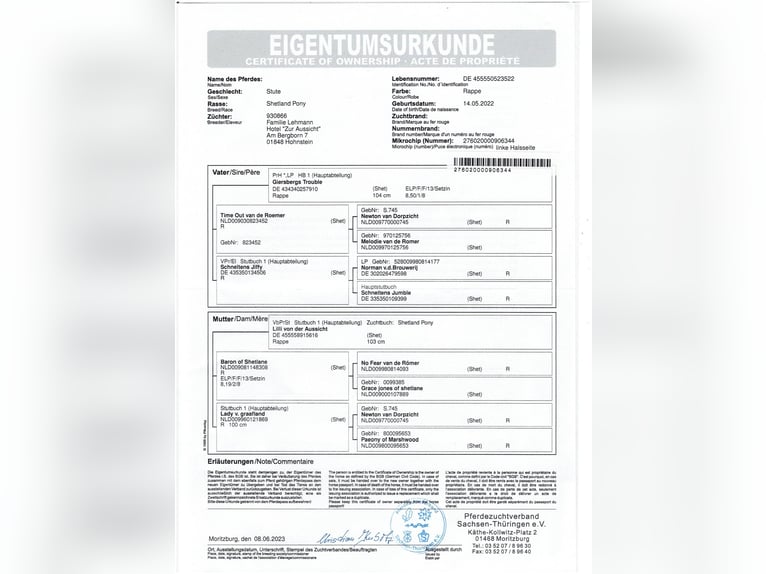 Kuce szetlandzkie Klacz 4 lat 99 cm Kara in Hohnstein