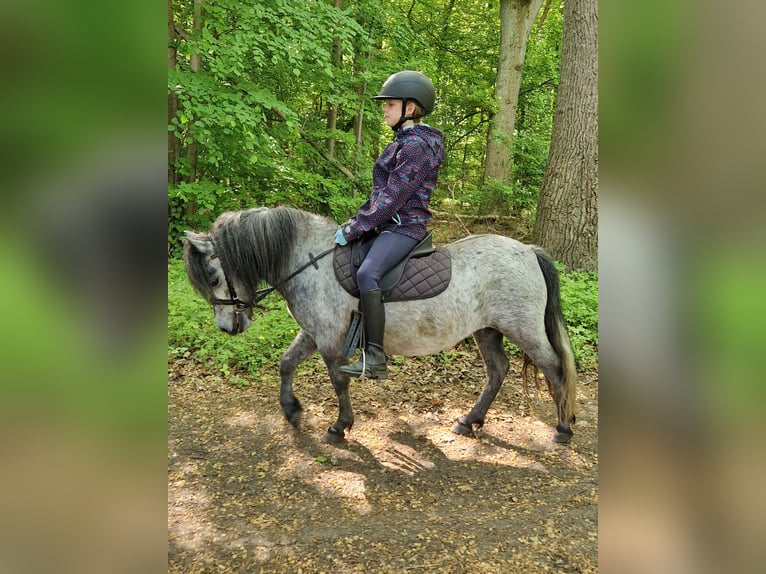 Kuce szetlandzkie Klacz 5 lat 100 cm Siwa in Neumünster