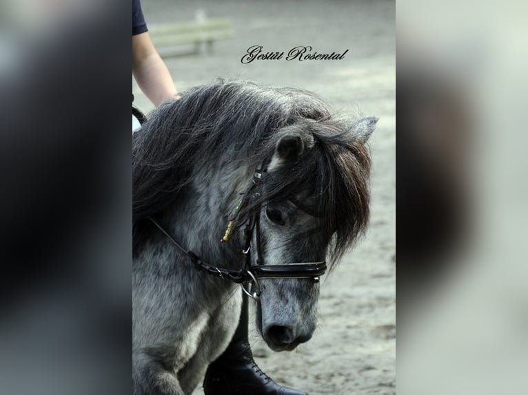 Kuce szetlandzkie Klacz 5 lat 100 cm Siwa in Neumünster