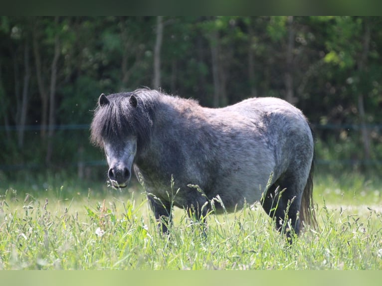 Kuce szetlandzkie Klacz 5 lat 100 cm Siwa in Neumünster