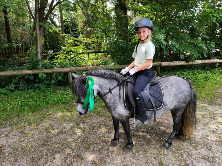 Kuce szetlandzkie Klacz 5 lat 100 cm Siwa in Neumünster