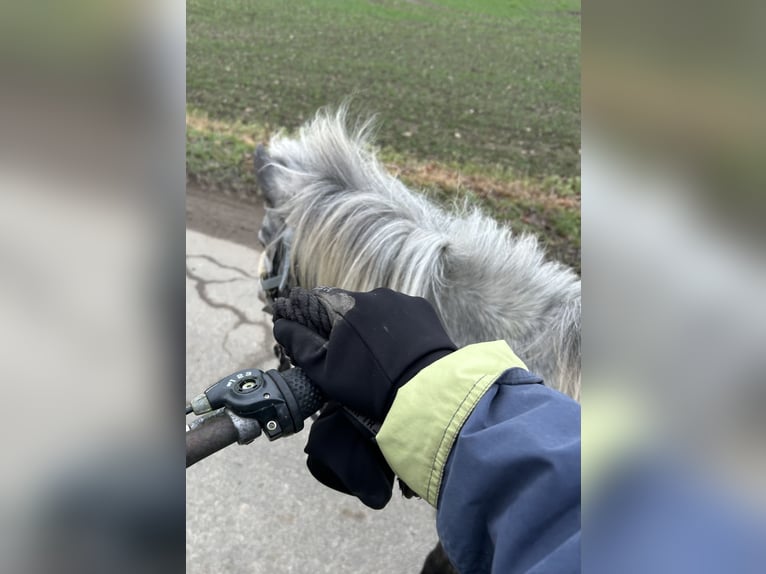 Kuce szetlandzkie Klacz 5 lat 100 cm Tarantowata in Schieren