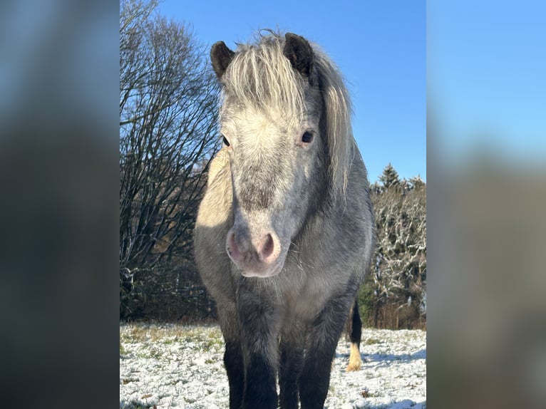 Kuce szetlandzkie Klacz 5 lat 100 cm Tarantowata in Schieren