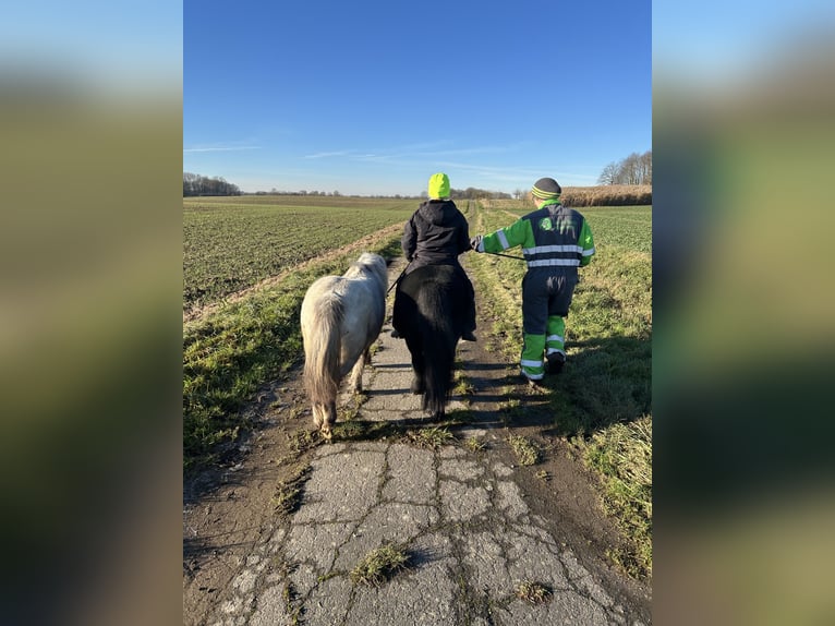 Kuce szetlandzkie Klacz 5 lat 100 cm Tarantowata in Schieren