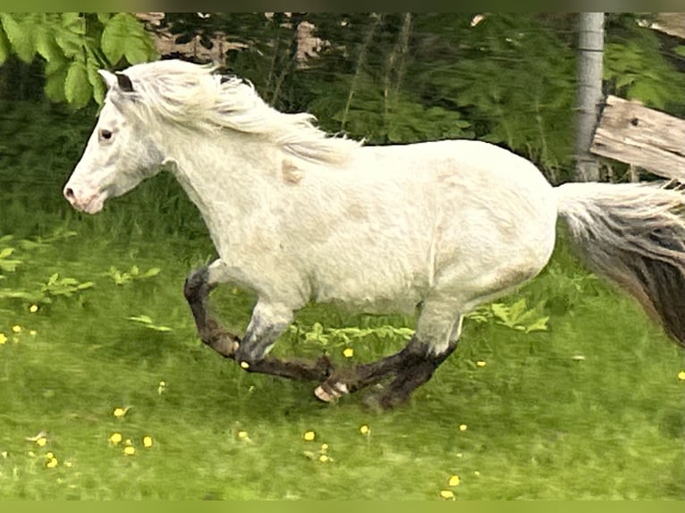 Kuce szetlandzkie Klacz 5 lat 102 cm Tarantowata in Schieren