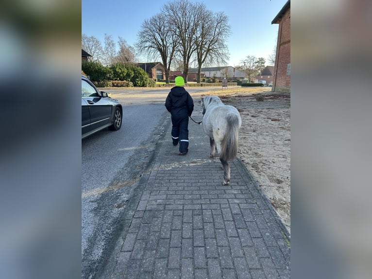Kuce szetlandzkie Klacz 5 lat 102 cm Tarantowata in Schieren