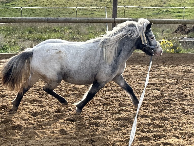 Kuce szetlandzkie Klacz 5 lat 102 cm Tarantowata in Schieren