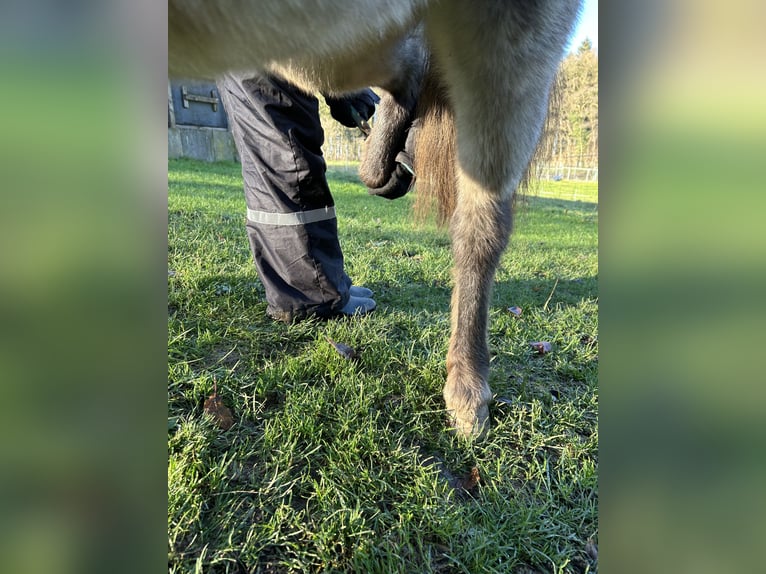 Kuce szetlandzkie Klacz 5 lat 102 cm Tarantowata in Schieren