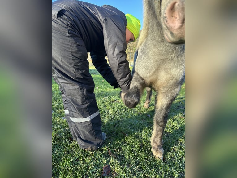 Kuce szetlandzkie Klacz 5 lat 102 cm Tarantowata in Schieren