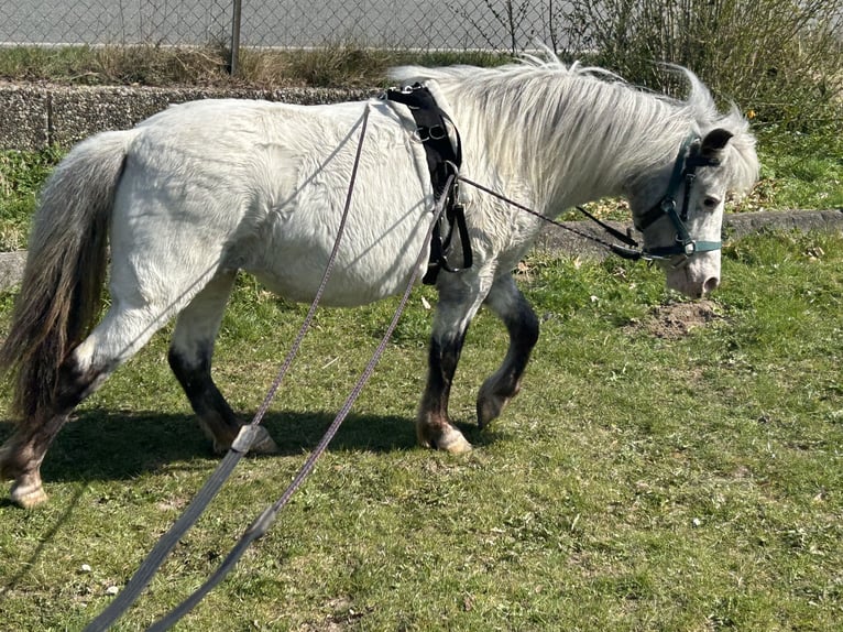 Kuce szetlandzkie Klacz 5 lat 102 cm Tarantowata in Schieren