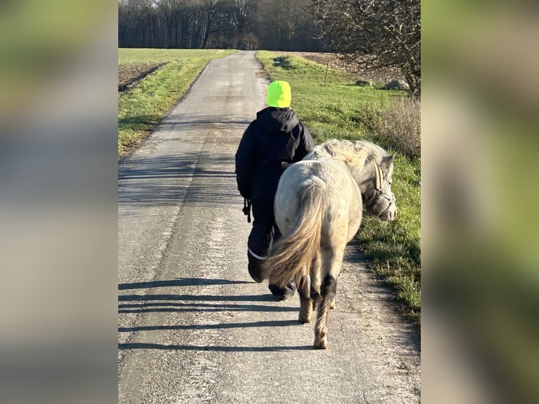 Kuce szetlandzkie Klacz 5 lat 102 cm Tarantowata in Schieren