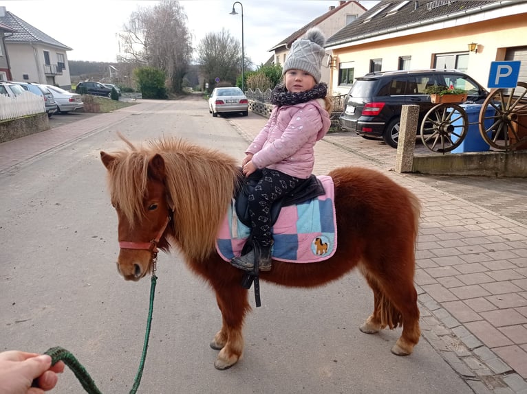 Kuce szetlandzkie Klacz 5 lat 105 cm Kasztanowata in Höheischweiler