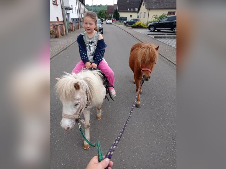 Kuce szetlandzkie Klacz 5 lat 105 cm Kasztanowata in Höheischweiler