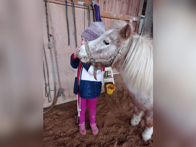 Kuce szetlandzkie Klacz 5 lat 105 cm Kasztanowata in Höheischweiler