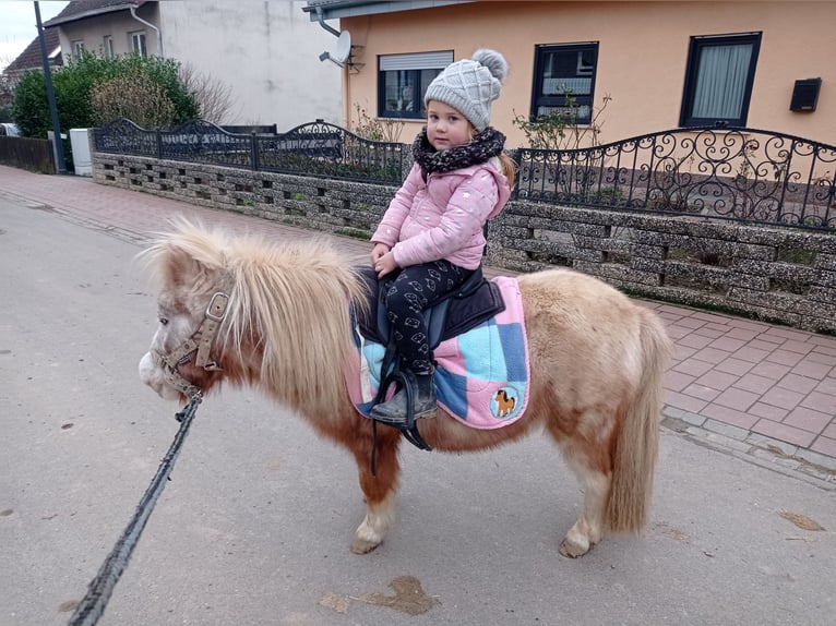 Kuce szetlandzkie Klacz 5 lat 105 cm Kasztanowata in Höheischweiler