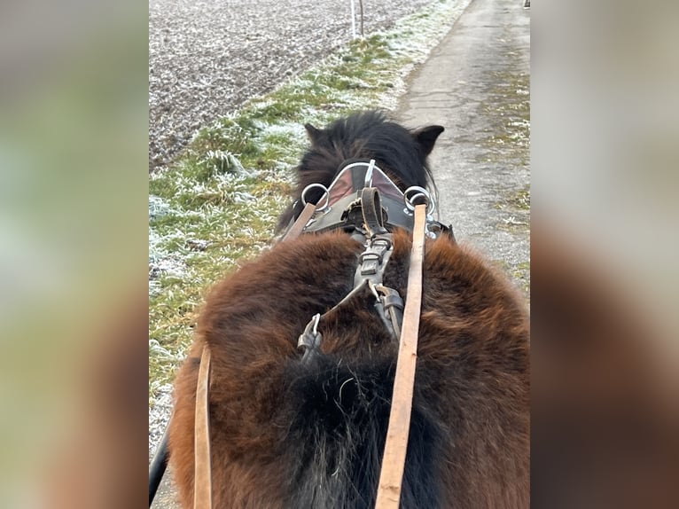 Kuce szetlandzkie Klacz 5 lat 107 cm Gniada in Ursensollen