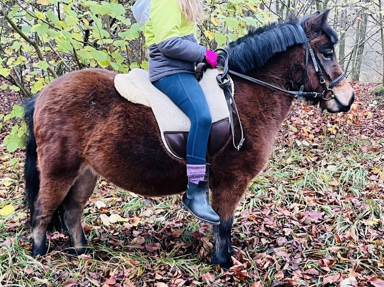 Kuce szetlandzkie Klacz 5 lat 107 cm Gniada in Ursensollen