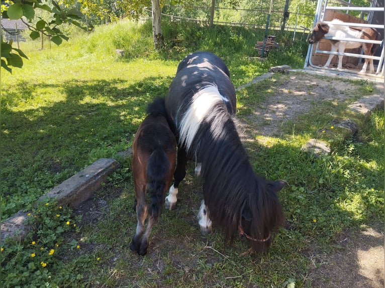 Kuce szetlandzkie Klacz 5 lat 107 cm Tobiano wszelkich maści in VILL&#xC9;
